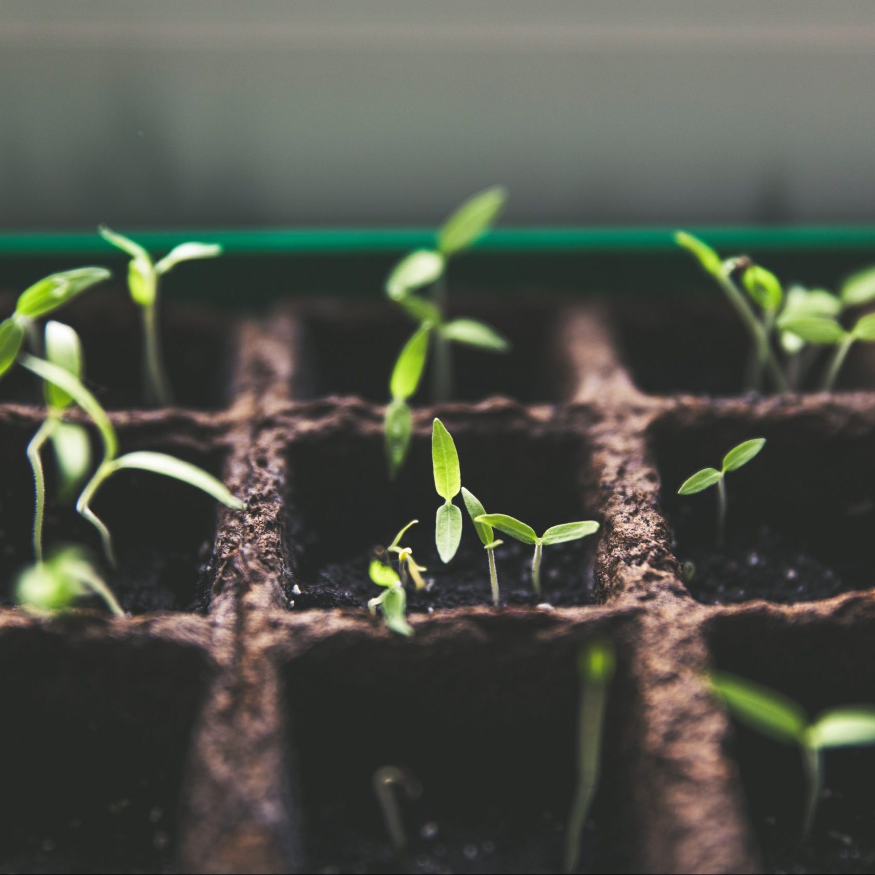 Trees planted thanks to 608 Green projects worldwide